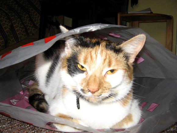 Niedzielne mruczaki. Będzie trudno wybrać NAJKOTA