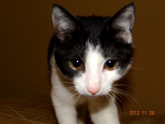 Niedzielne mruczaki. Będzie trudno wybrać NAJKOTA