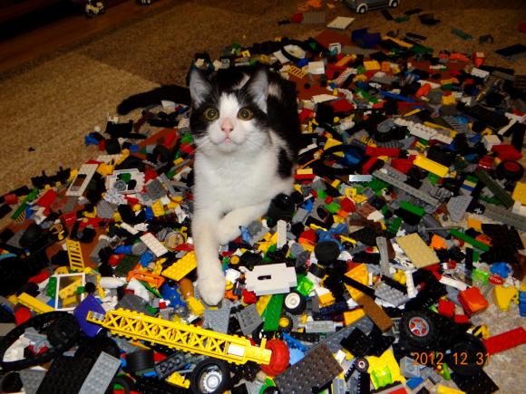 Niedzielne mruczaki. Będzie trudno wybrać NAJKOTA