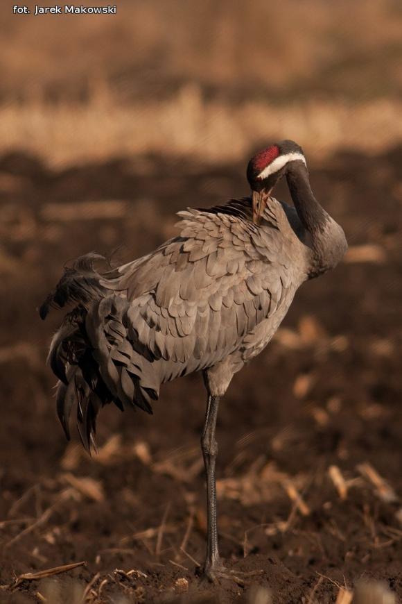 eKologia: Lecą żurawie