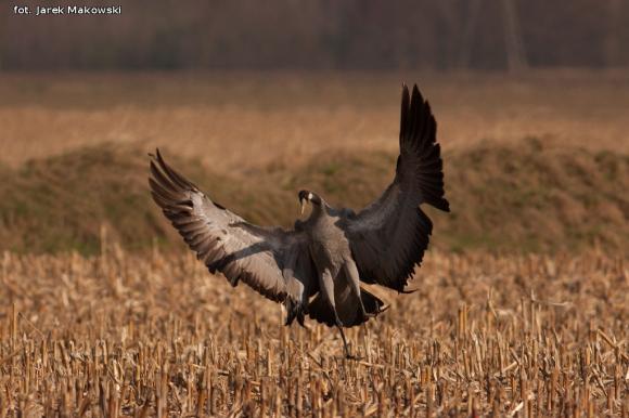 eKologia: Lecą żurawie