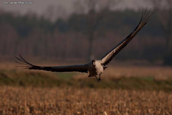 eKologia: Lecą żurawie