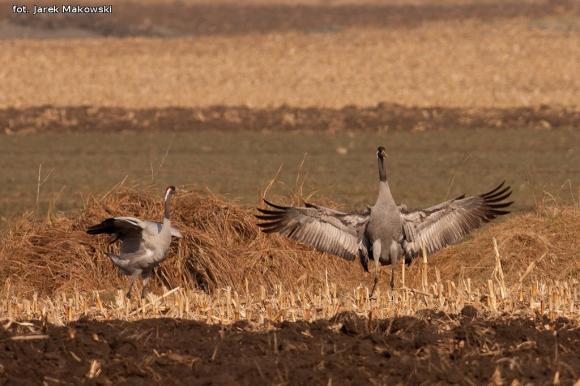 eKologia: Lecą żurawie