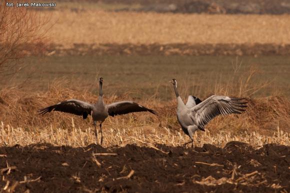 eKologia: Lecą żurawie