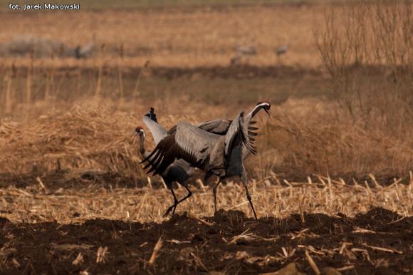 eKologia: Lecą żurawie