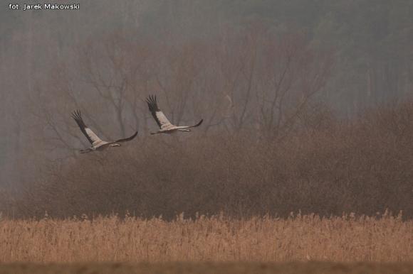 eKologia: Lecą żurawie