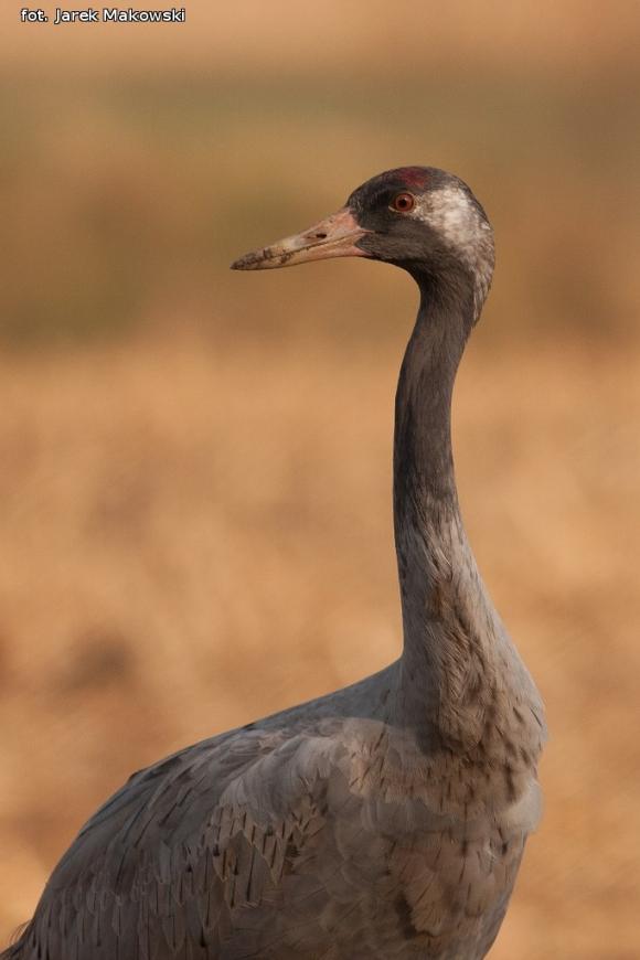 eKologia: Lecą żurawie