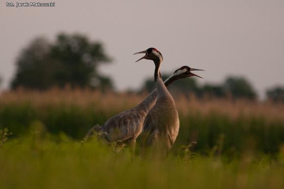 eKologia: Lecą żurawie