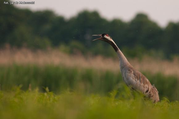 eKologia: Lecą żurawie