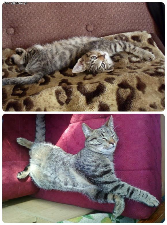 eKotno: Super moc futrzaków. Konkurs 25 marca