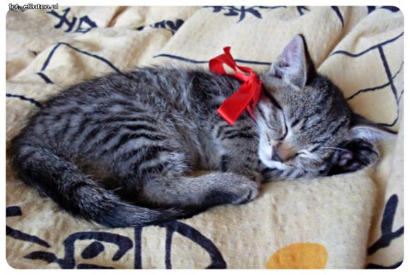 eKotno: Super moc futrzaków. Konkurs 25 marca