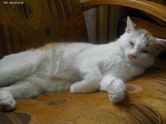 eKotno: Super moc futrzaków. Konkurs 25 marca