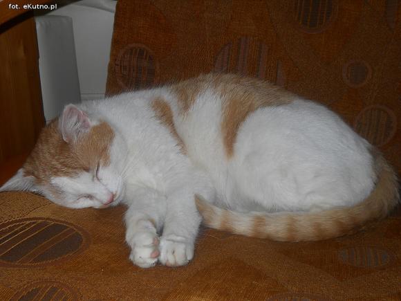 eKotno: Super moc futrzaków. Konkurs 25 marca