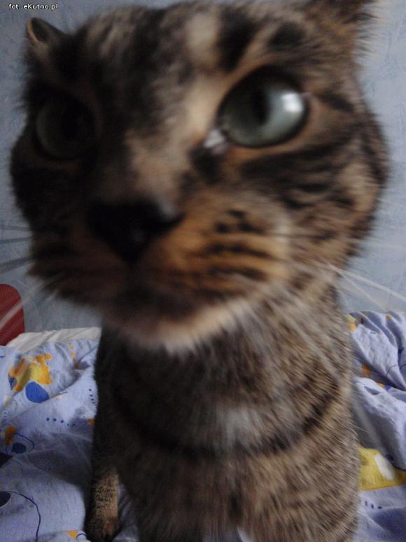 eKotno: Super moc futrzaków. Konkurs 25 marca