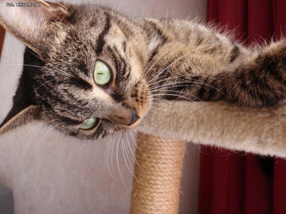 eKotno: Super moc futrzaków. Konkurs 25 marca