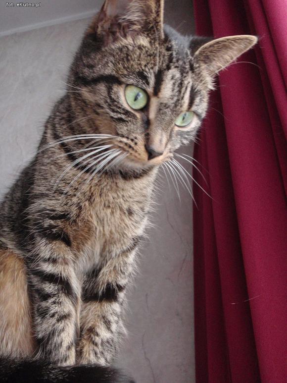 eKotno: Super moc futrzaków. Konkurs 25 marca