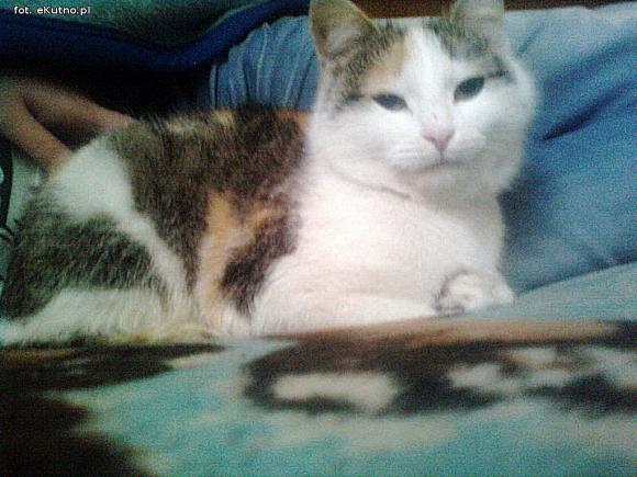 eKotno: Super moc futrzaków. Konkurs 25 marca