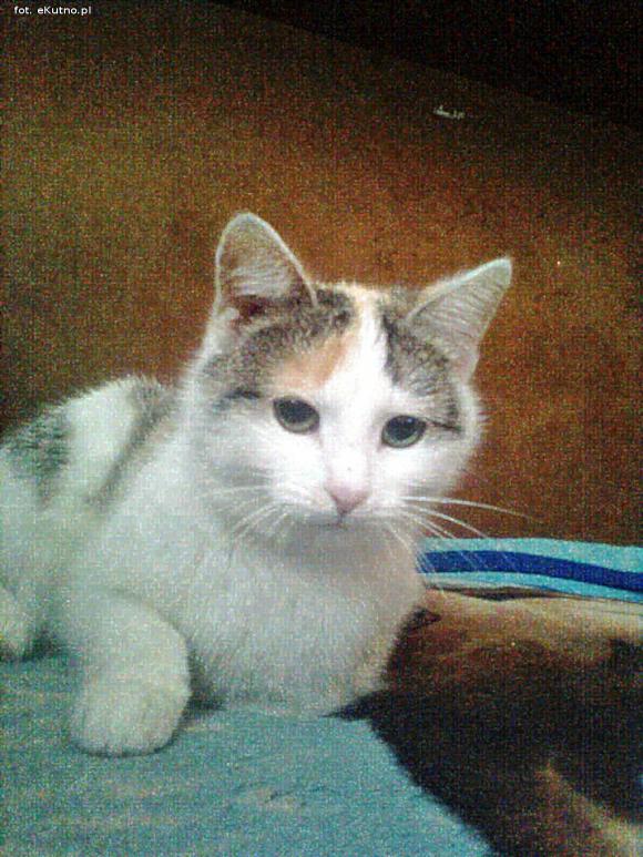 eKotno: Super moc futrzaków. Konkurs 25 marca