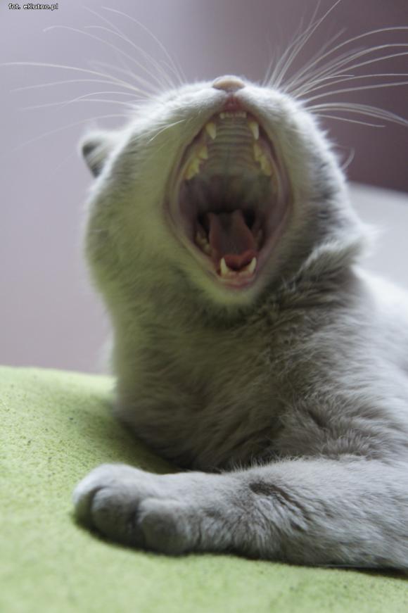 eKotno: Super moc futrzaków. Konkurs 25 marca