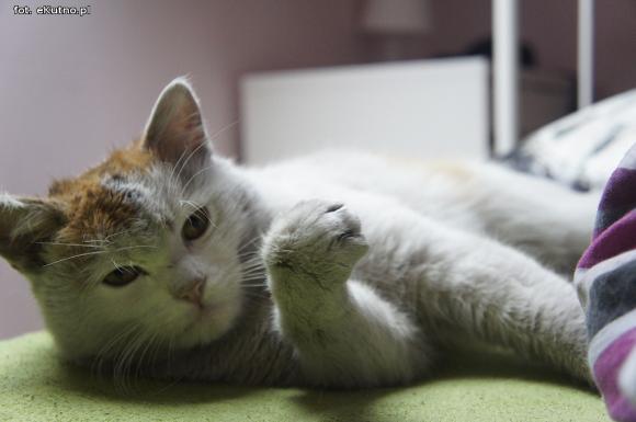 eKotno: Super moc futrzaków. Konkurs 25 marca