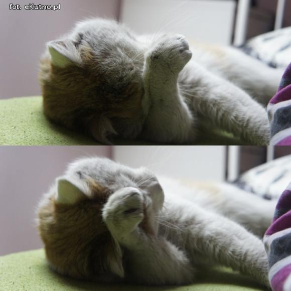 eKotno: Super moc futrzaków. Konkurs 25 marca