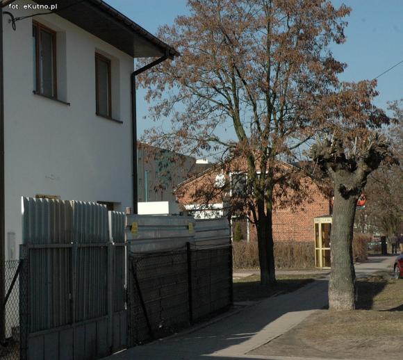 Kikuty po korekcji koron drzew w Kutnie