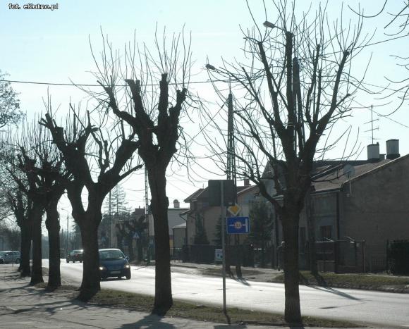 Kikuty po korekcji koron drzew w Kutnie