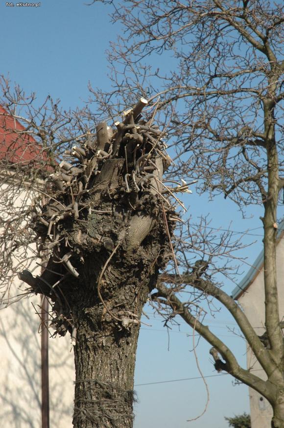 Kikuty po korekcji koron drzew w Kutnie