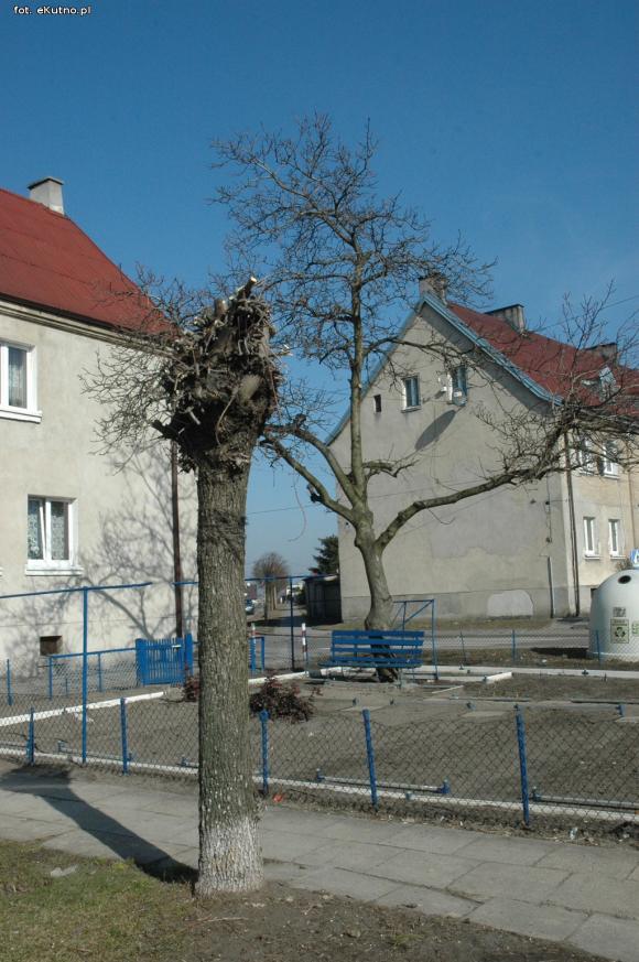Kikuty po korekcji koron drzew w Kutnie