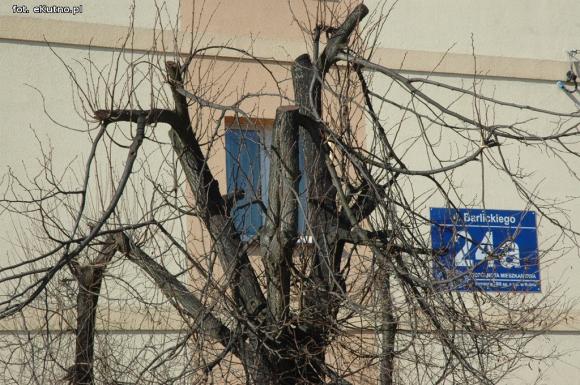 Kikuty po korekcji koron drzew w Kutnie