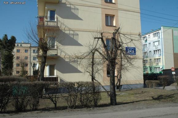 Kikuty po korekcji koron drzew w Kutnie