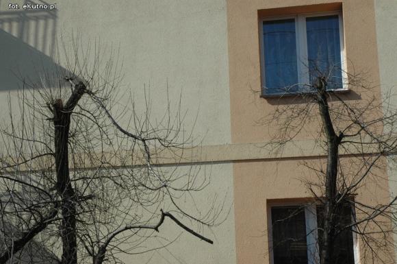 Kikuty po korekcji koron drzew w Kutnie