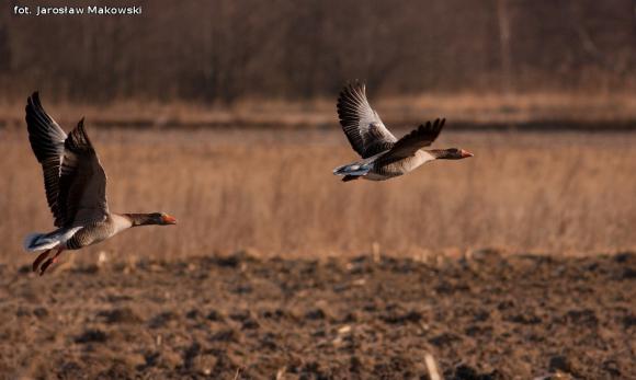 eKologia: Wiosna, ach to ty...?