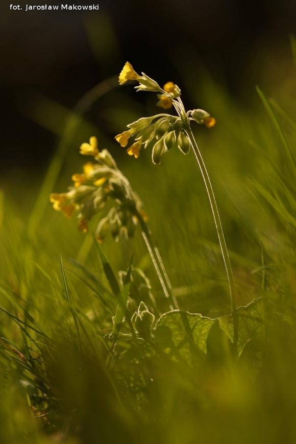 eKologia: Wiosna, ach to ty...?