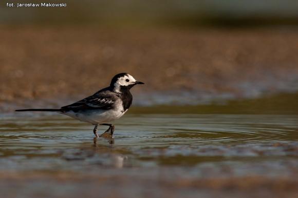eKologia: Wiosna, ach to ty...?