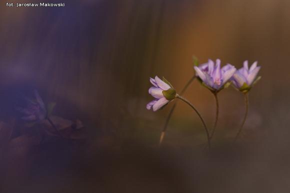 eKologia: Wiosna, ach to ty...?