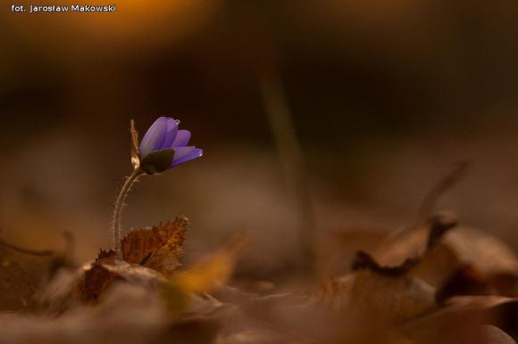 eKologia: Wiosna, ach to ty...?