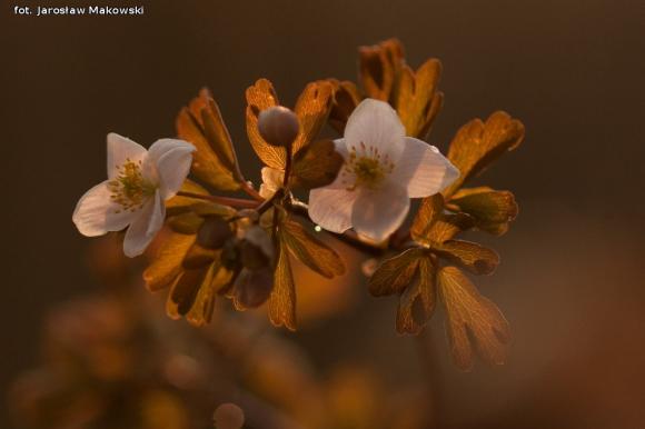 eKologia: Wiosna, ach to ty...?