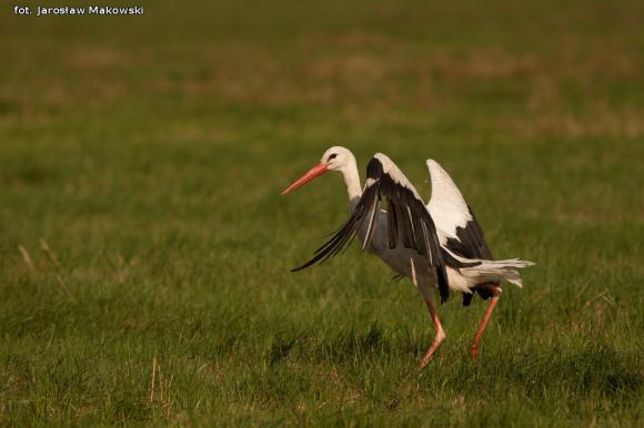 eKologia: Wiosna, ach to ty...?
