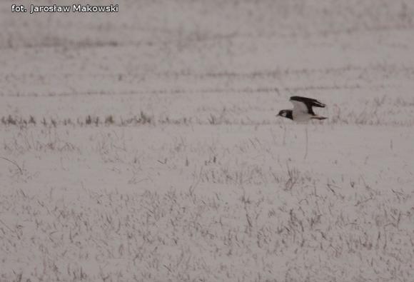 eKologia: Wiosna, ach to ty...?