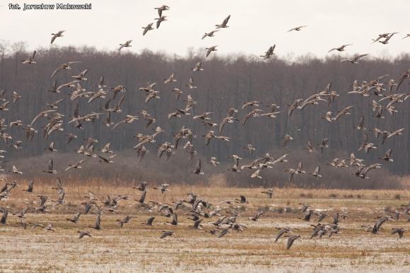 eKologia: Wiosna, ach to ty...?