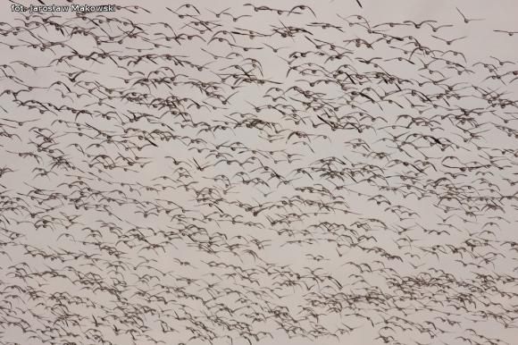 eKologia: Wiosna, ach to ty...?