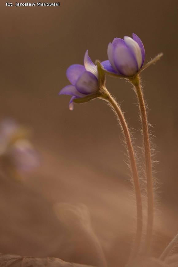 eKologia: Wiosna, ach to ty...?