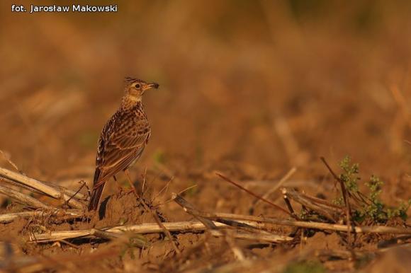 eKologia: Wiosna, ach to ty...?
