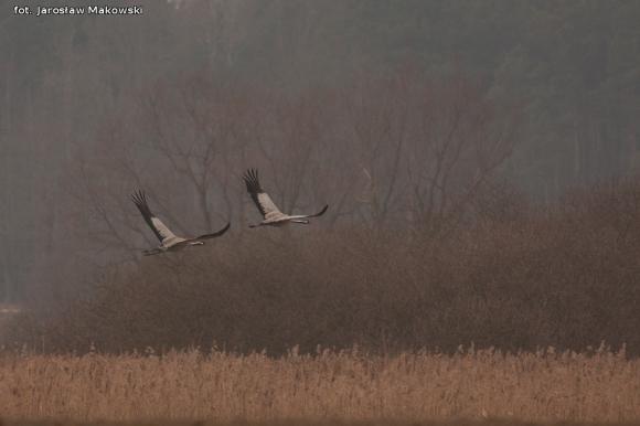 eKologia: Wiosna, ach to ty...?