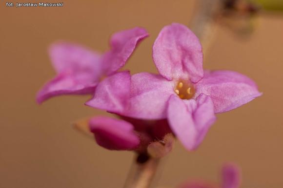 eKologia: Wiosna, ach to ty...?