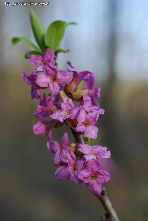 eKologia: Wiosna, ach to ty...?