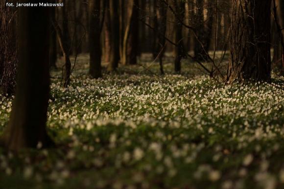 eKologia: Wiosna, ach to ty...?