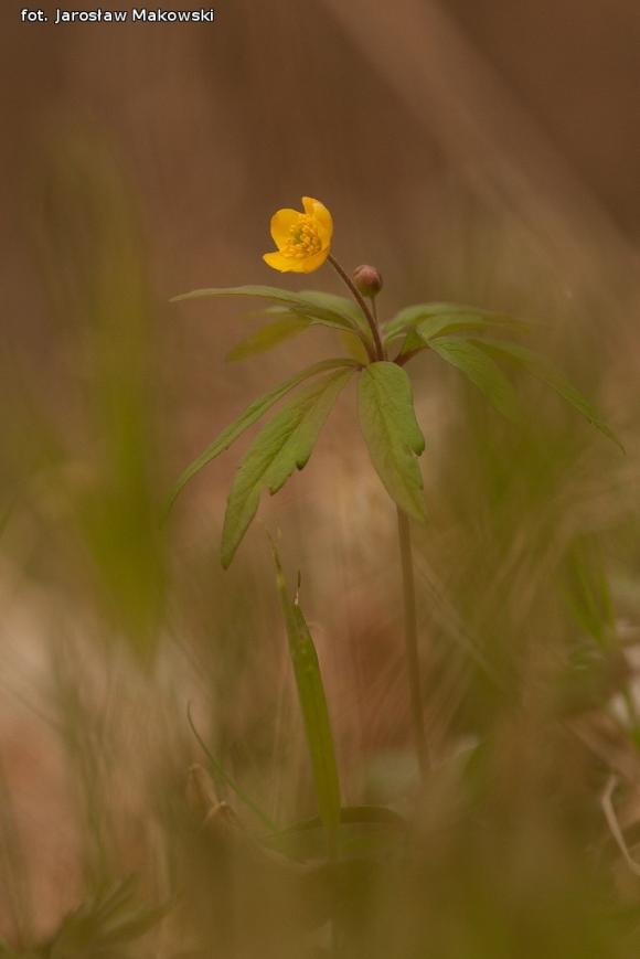 eKologia: Wiosna, ach to ty...?