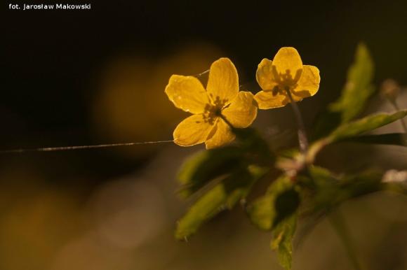 eKologia: Wiosna, ach to ty...?